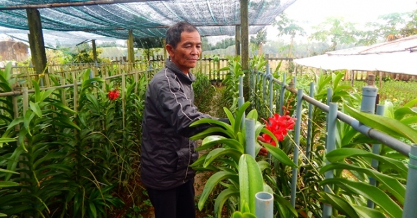 Nông dân Phú Mậu chăm sóc hoa tết