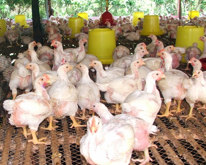 Tác hại lạm dụng kháng sinh trong chăn nuôi